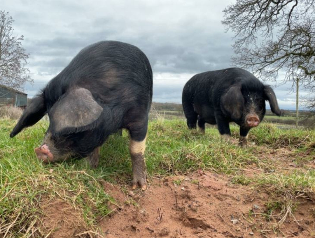 The PIG Box