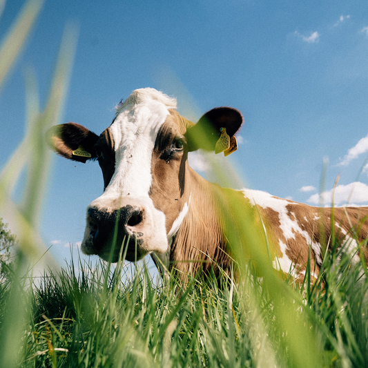 The Benefits Of Natural Animal Fats
