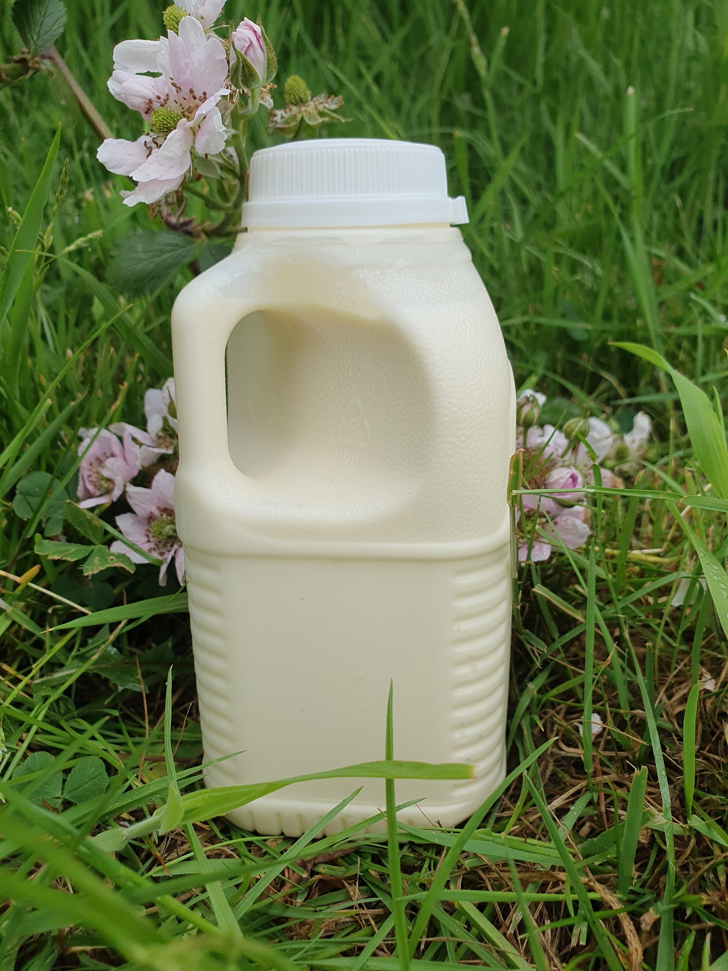 Cream