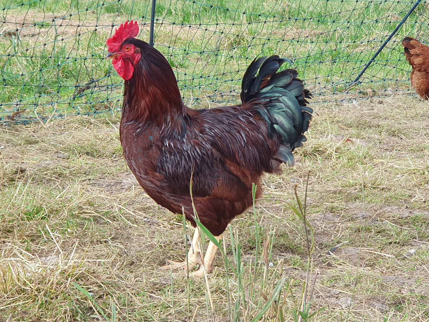 Traditional Roasting Cockerel (limited supply)