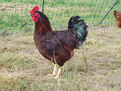 Traditional Roasting Cockerel (limited supply)