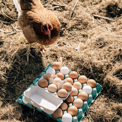 6 Hill Farm Eggs - COLLECTION ONLY -