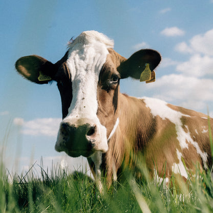 Raw Organic A2 Grass Fed milk - 12 x 1 litre bottle bundle (INCLUDES COURIER DELIVERY)
