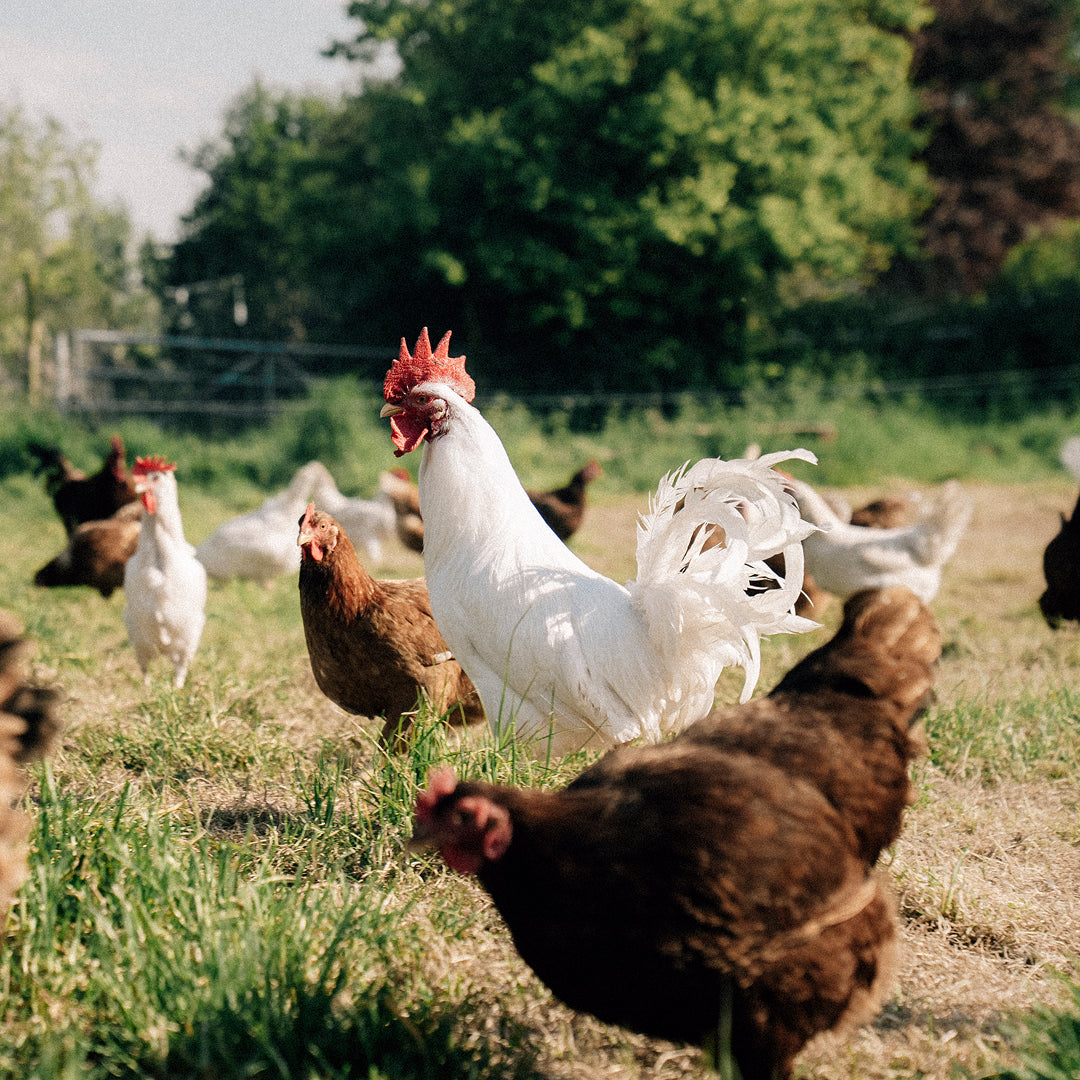 6 Hill Farm Eggs - COLLECTION ONLY -