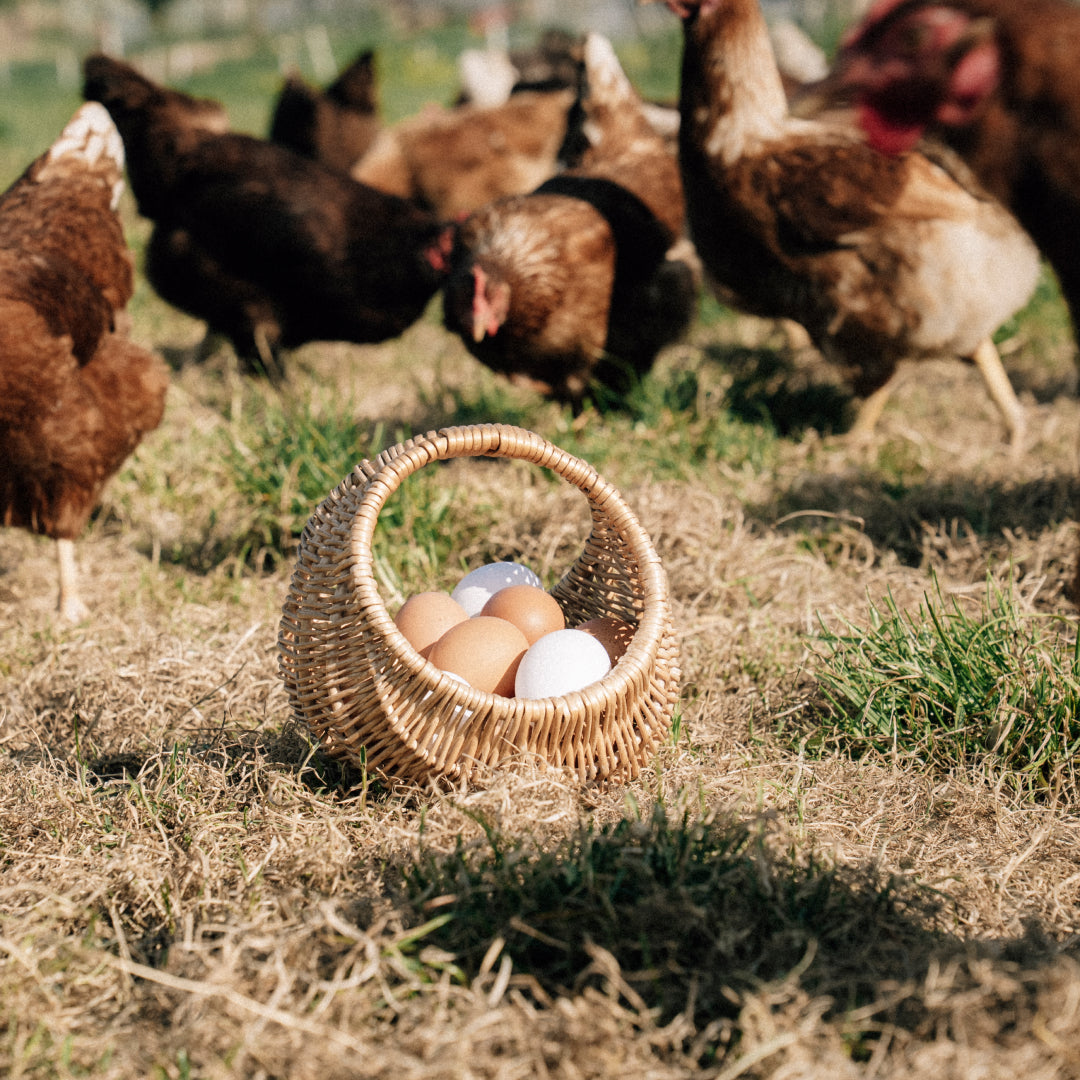 6 Hill Farm Eggs - COLLECTION ONLY -
