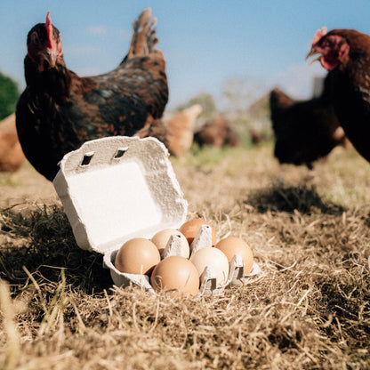 6 Hill Farm Eggs - COLLECTION ONLY -