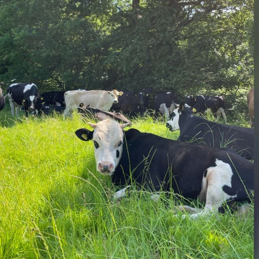 BULL STEAKS limited time offering Hill Farm Real Food