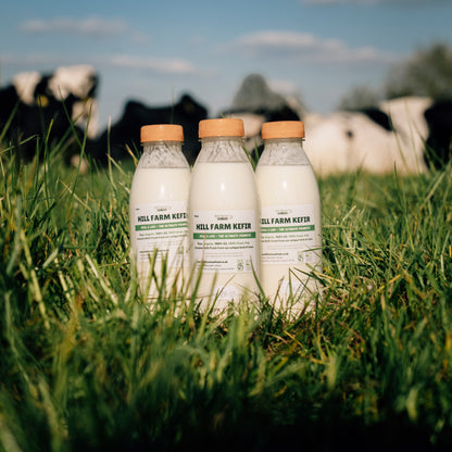 HILL FARM KEFIR 'Ginger & Maple Syrup' 500ml x 7 Bottle Bundle (INCLUDES COURIER DELIVERY)