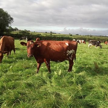 Raw Organic A2 Grass Fed Milk, 2 litre bottle - LOCAL PICKUP ONLY - please do not order for courier delivery. Thanks :-)